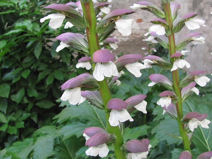 Acanthus mollis / Acanto comune, Branca orsina